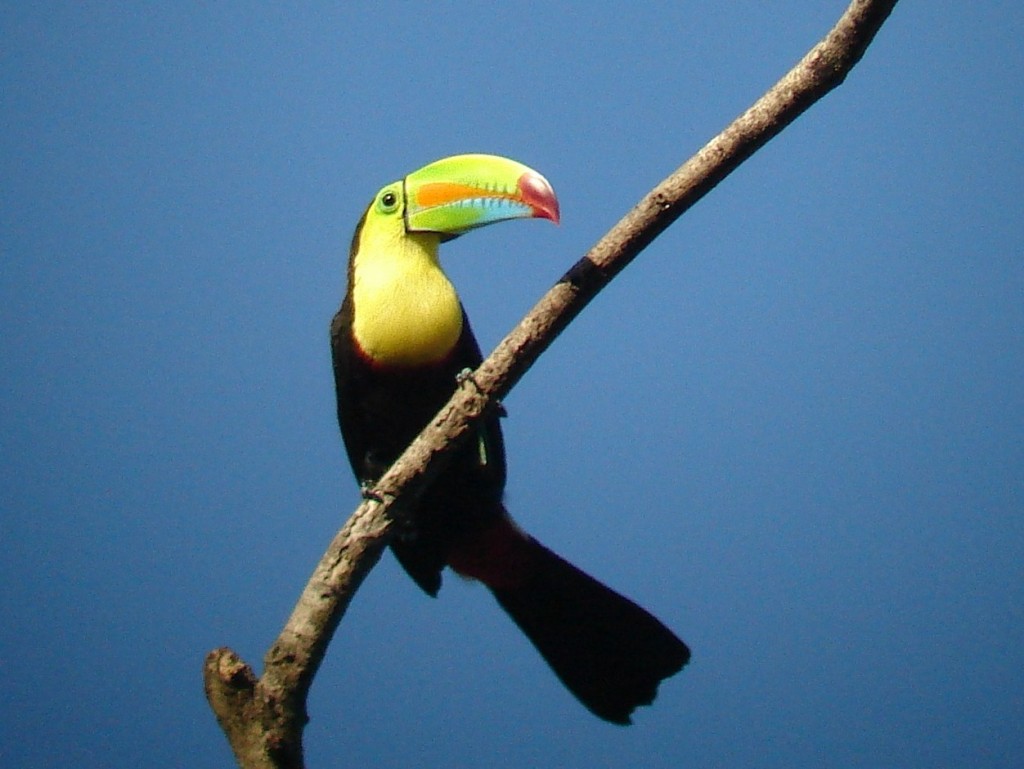 birding Costa Rica Keel-billed Toucan