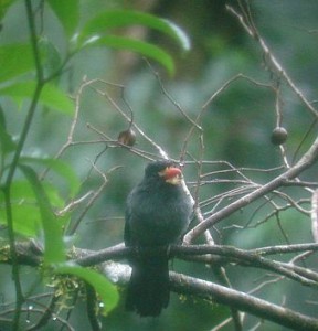 White-fronted Nunbird, birding Costa Rica