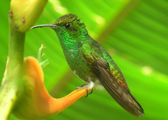 Coppery-headed Emerald birding Costa Rica