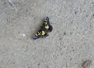 Costa Rica butterfly