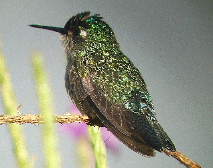 Violet-headed Hummingbird birding Costa Rica