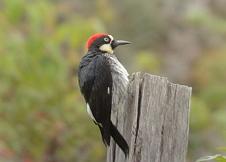 http://birdingcraft.com/wordpress/2011/04/25/birding-el-toucanet-lodge-costa-rica/
