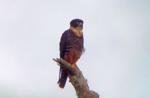 Costa Rica birding tour