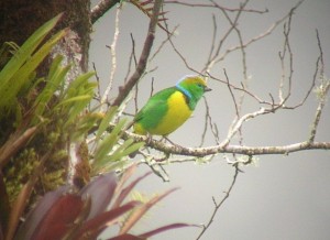 birding Costa Rica