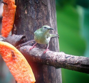 Birding Costa Rica