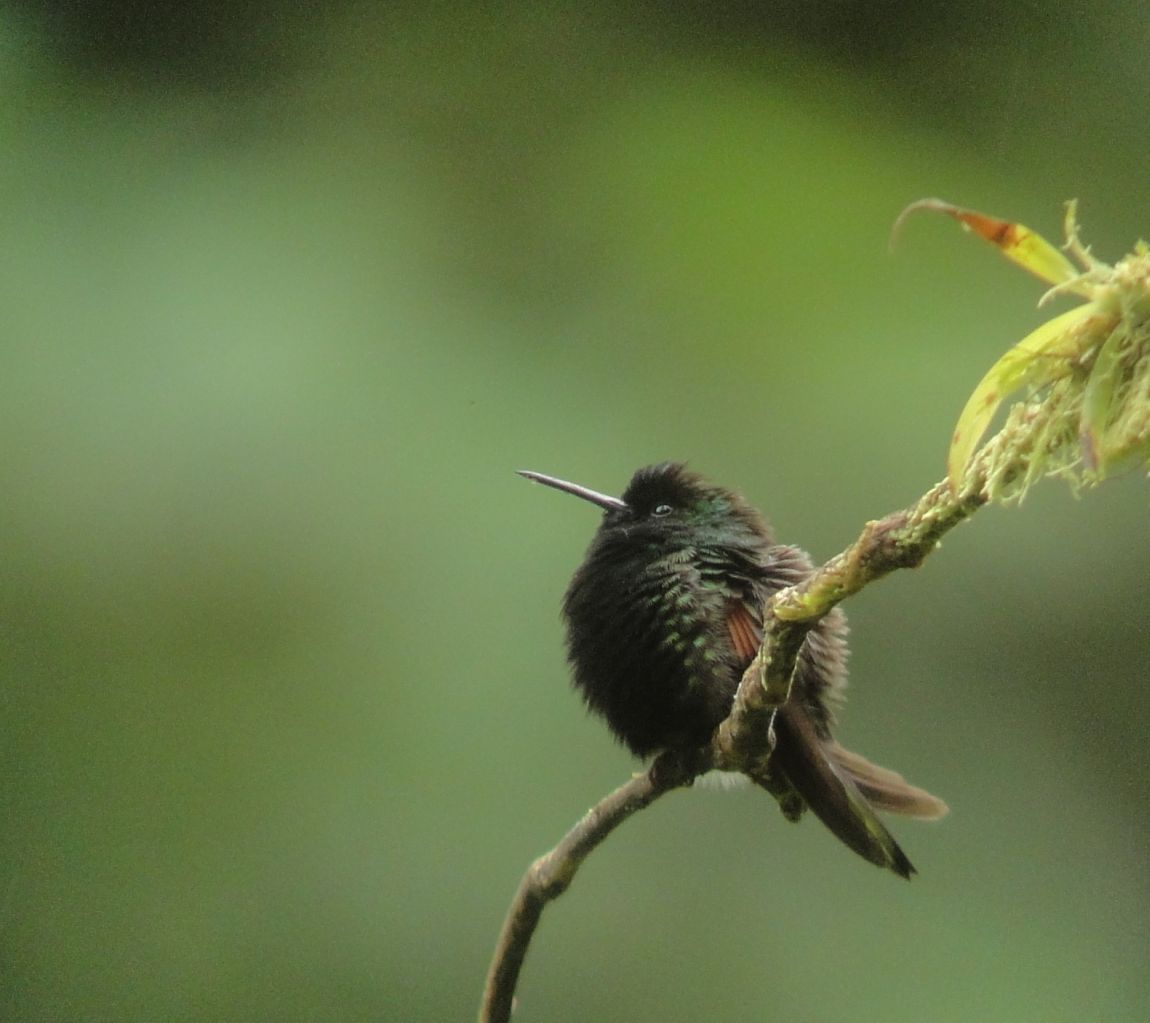 When can you see hummingbirds in your area?