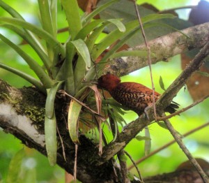 A Cinnamon Woodpecker sticking its tongue into a hole in a bromeliad.