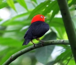red-capped-manakin