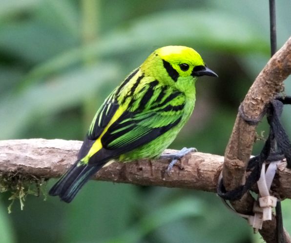 emerald tanager