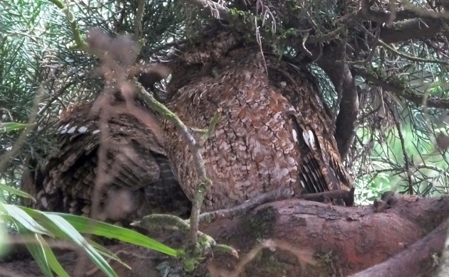 bare-shanked-screech-owls