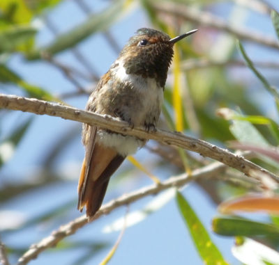 scintillant-hummingbird