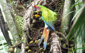 great-green-macaw