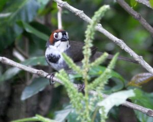 cabani's ground-sparrow
