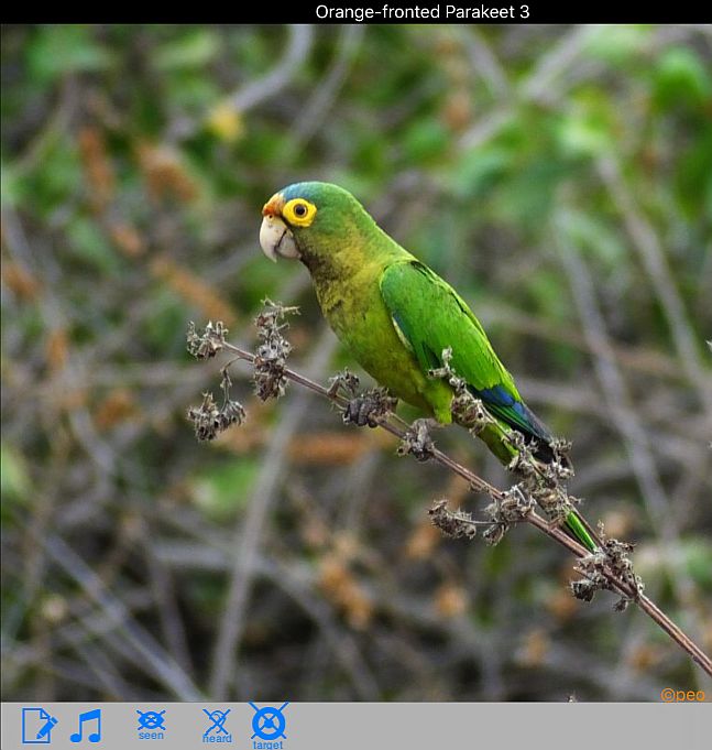 orange-fronted-parakeet