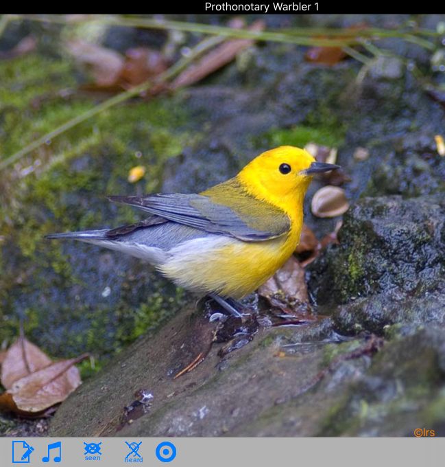 Prothonotary Warbler Costa Rica Bird app