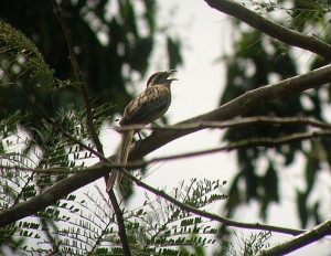 birding Costa Rica Striped Cuckoo