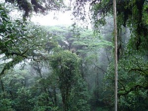 Rainforest canopy, Heliconias, Costa Rica