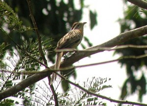 Striped Cuckoo birding Costa Rica