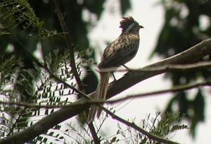 Striped Cuckoo birding Costa Rica