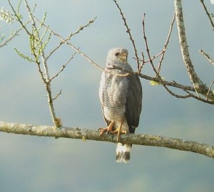 Gray Hawk birding Costa Rica