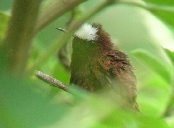 Snowcap birding Costa Rica
