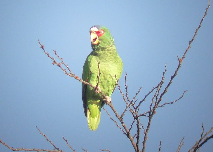 White-fronted Parro