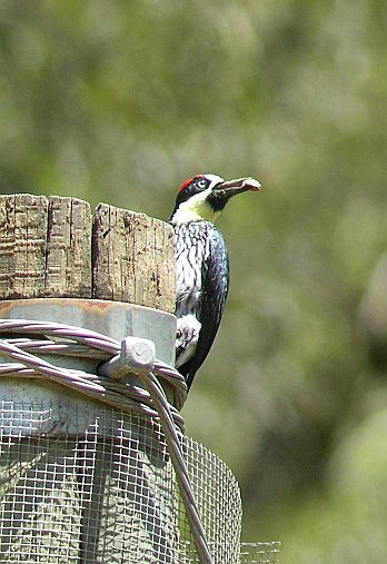 birding in Costa Rica