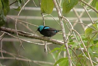 birding Costa Rica