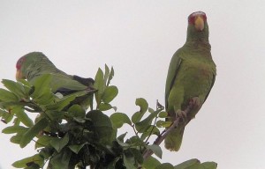 Birding in Costa Rica