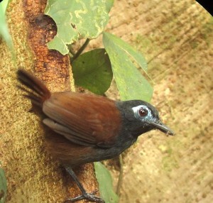 Costa Rica birding