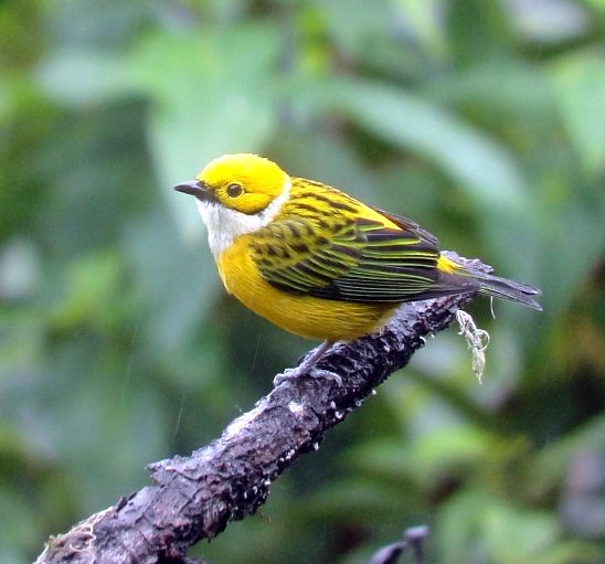 Silver-throated Tanager1