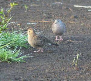 plain-breasted-ground-dove