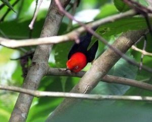 red-capped-manakin-dance