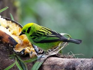 emerald-tanager