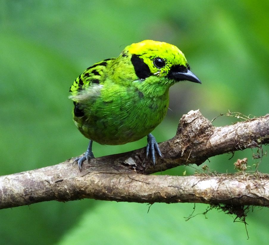 emerald tanager in Costa Rica