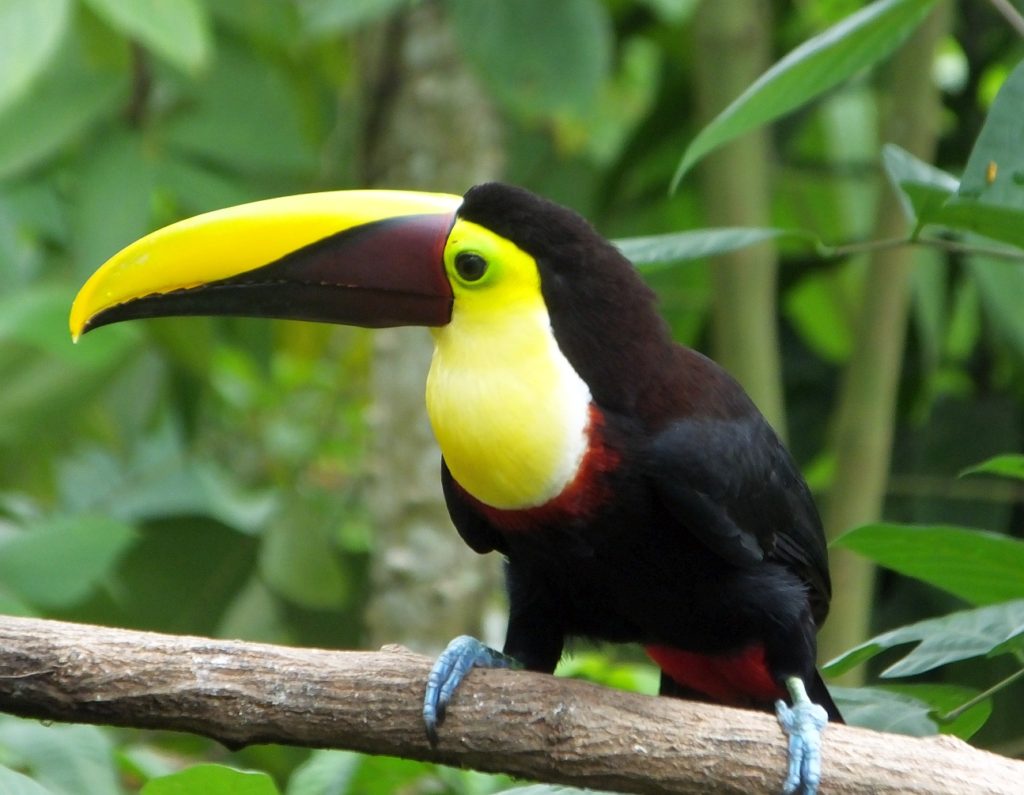 yellow-throated-toucan