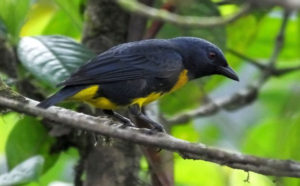 blue-and-gold tanager