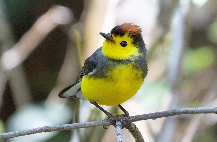 Costa Rica Living and Birding