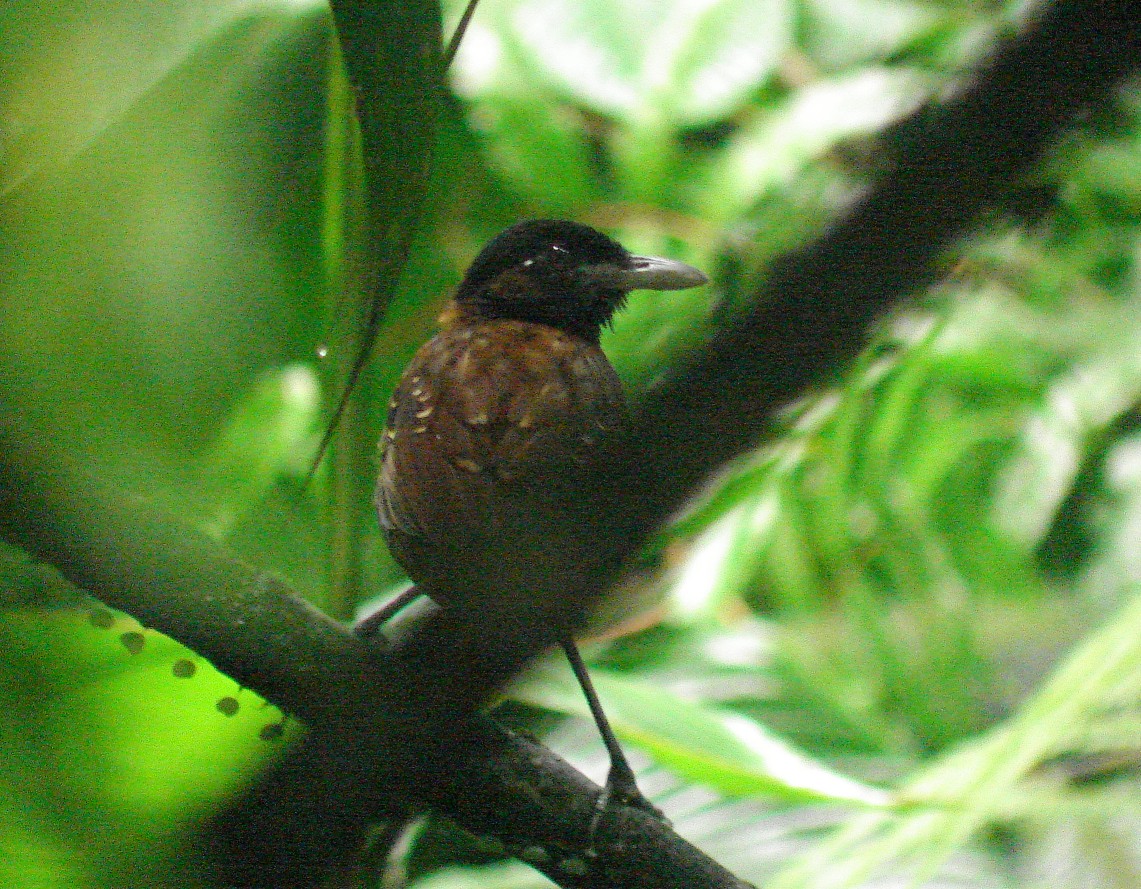 Black-crowned Antpitta digiscoped Costa Rica